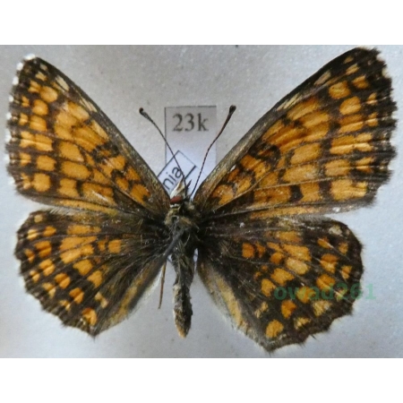 Melitaea athalia scardona Fruhstorfer, 1910 female Przeplatka atalia Romania23k
